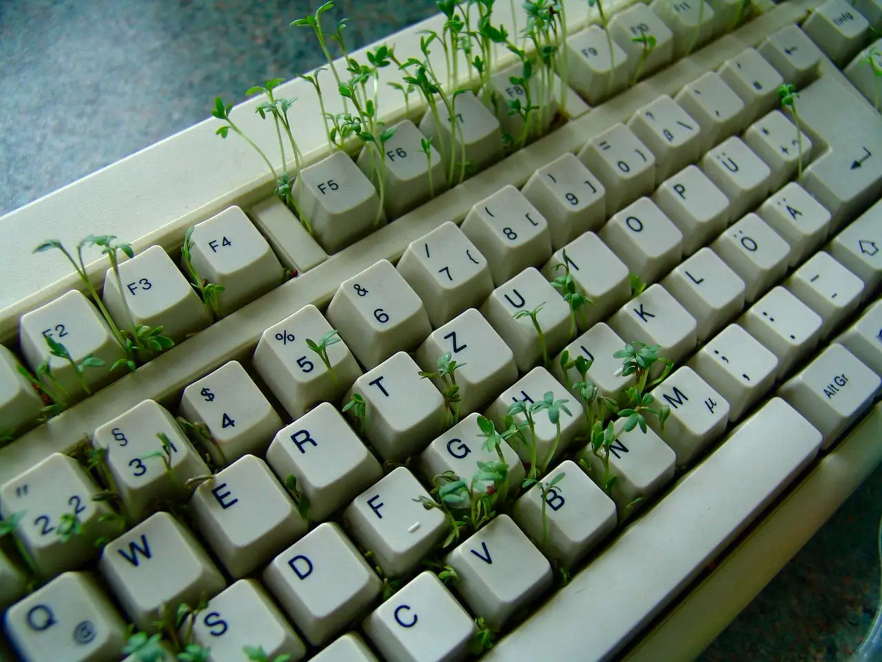 Tastatur mit Kresse, symbolisierend die Entwicklung vom Commodore 64 zum Webdesign
